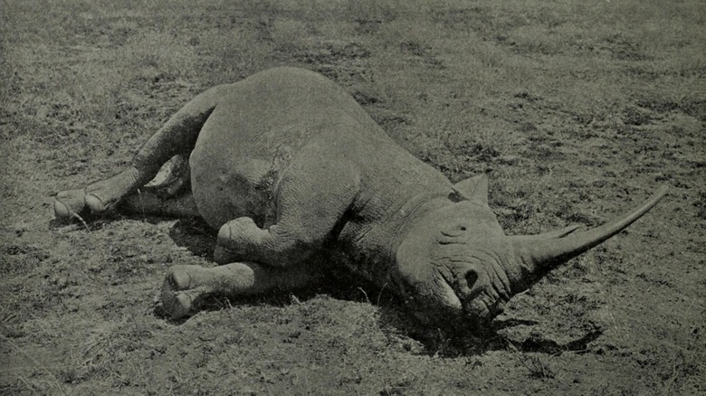 poached western black rhino