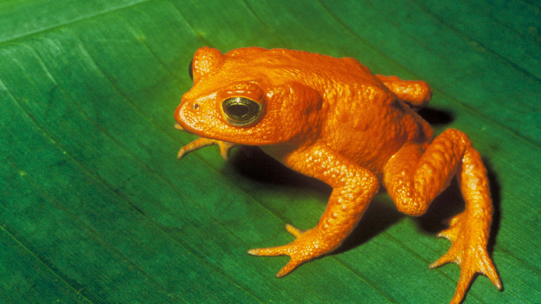 golden toad on leaf