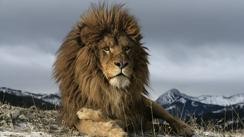 Barbary lion
