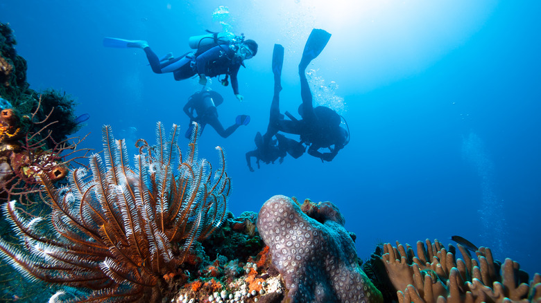 Scuba divers on the Florida reef