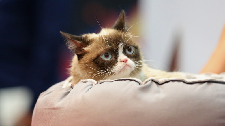 Grumpy Cat in Las Vegas in 2016