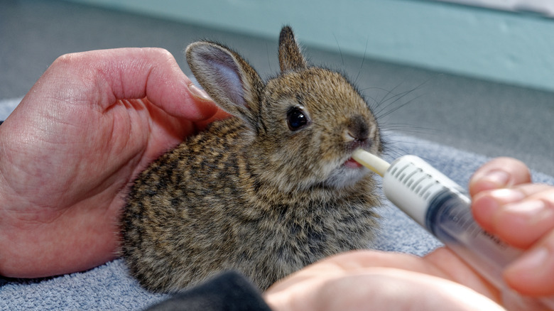A rabbit being nursed by an animal rehabilitator