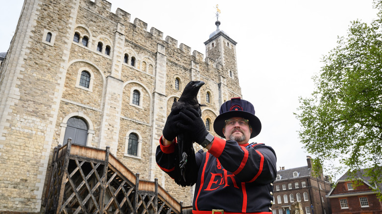 Yeoman warder ravenmaster