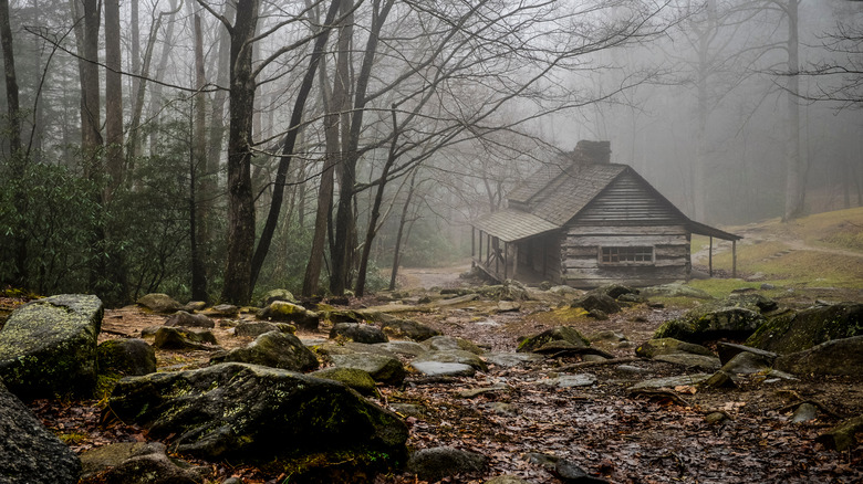 Old cabin woods