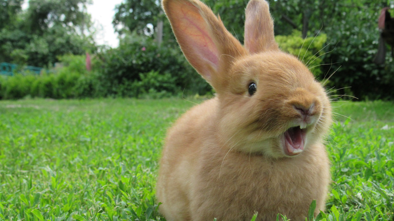 rabbit on grass