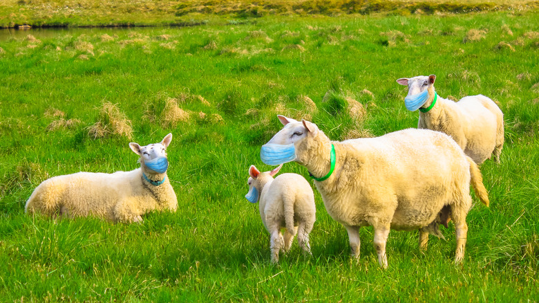 sheep in surgical masks