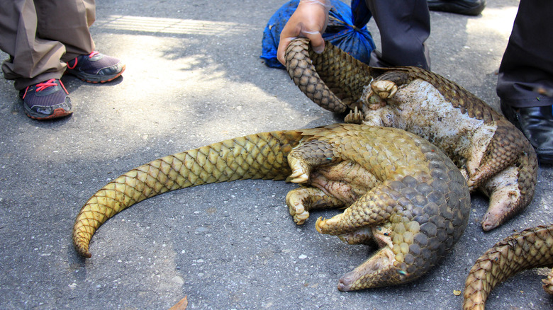 pangolin 