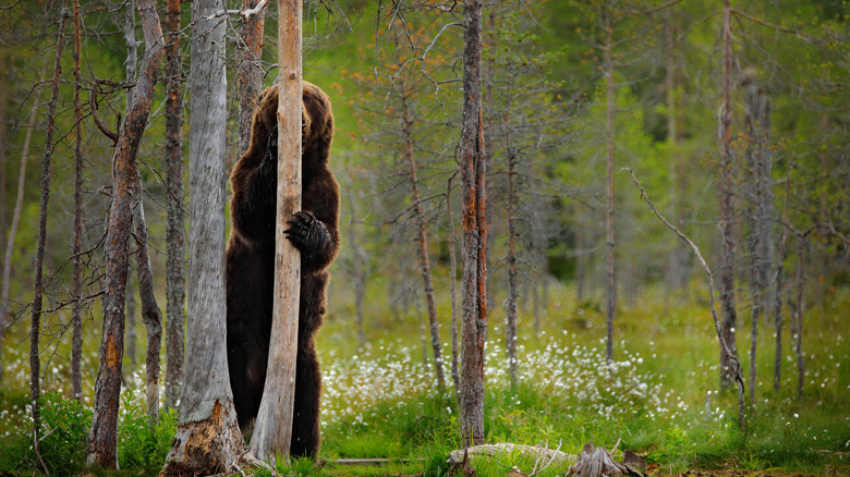 Slim bear hiding behind tree