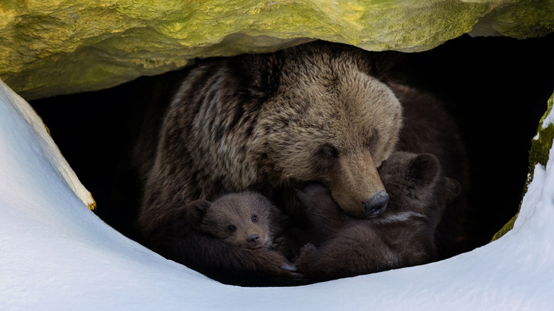 Mama and baby bears