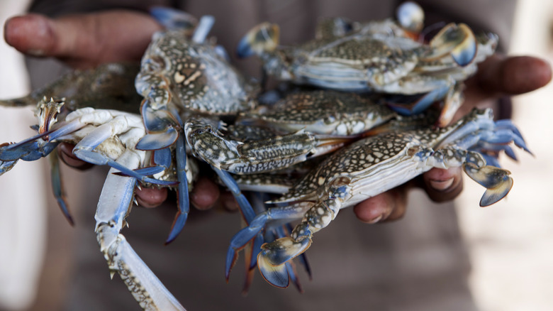 Blue crab in hands