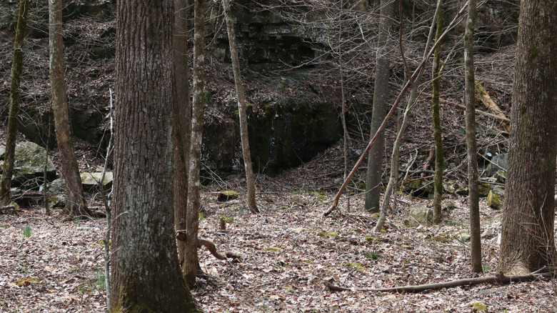 Woods in the fall