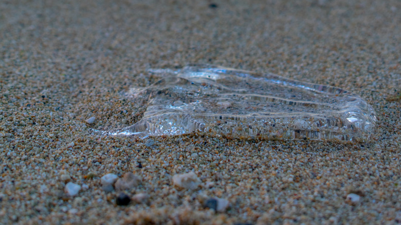 Box jellyfish on a beach