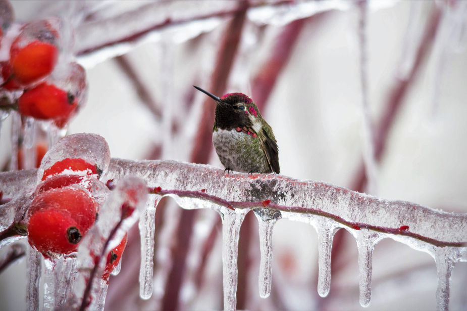 How The Hummingbird Survives Freezing Cold Nights Pictellme