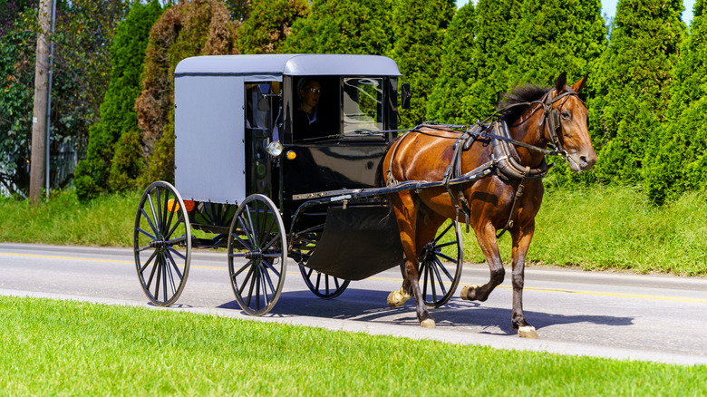 an amish horse and buggy