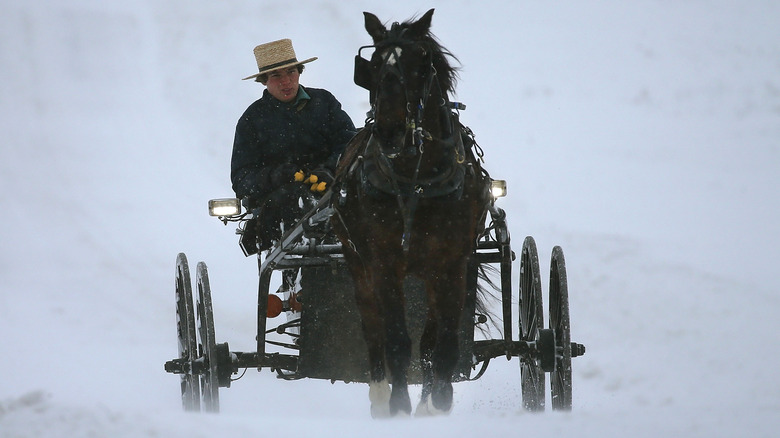 amish teen driving horse-drawn cart