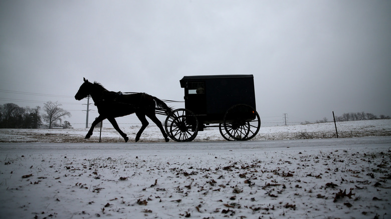 amish horse and buggy 