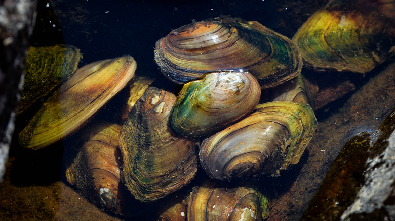 freshwater mussels