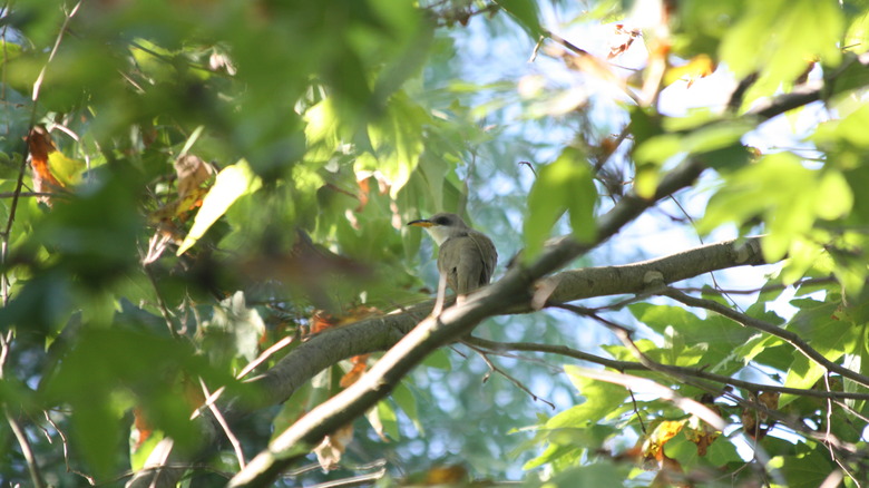 western yellow-billed cuckoo 