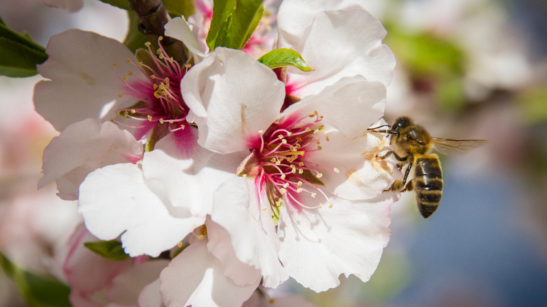 Bee around almond blossom