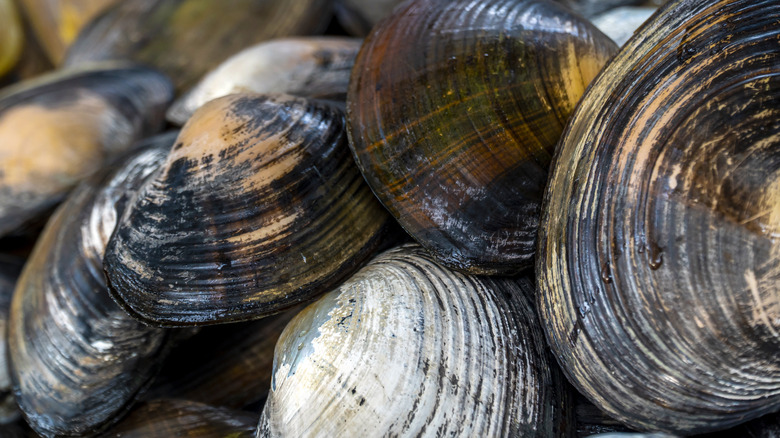 Freshwater mussels 