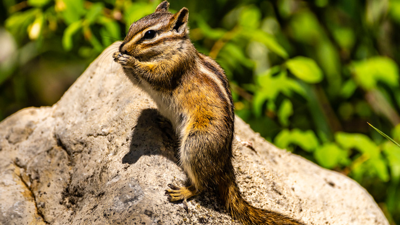 New Mexico chipmunk