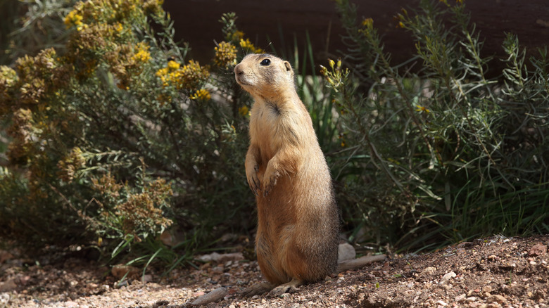 Utah prairie dog 