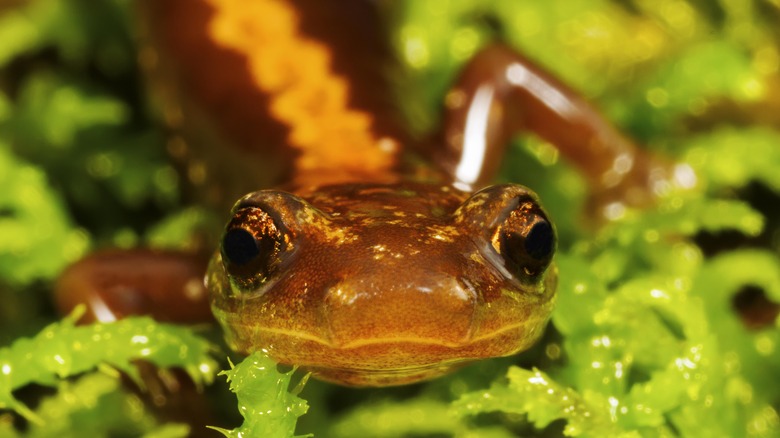 Shenandoah Salamander