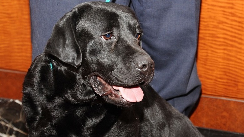 adult black lab