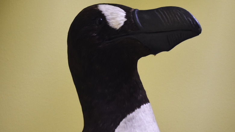 great auk penguin