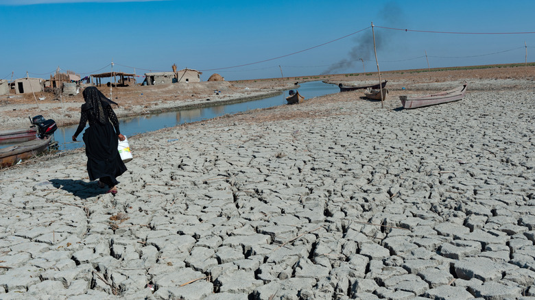 marsh arab woman collecting water