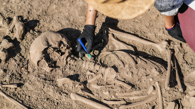 an archaeologist uncovering human skeleton